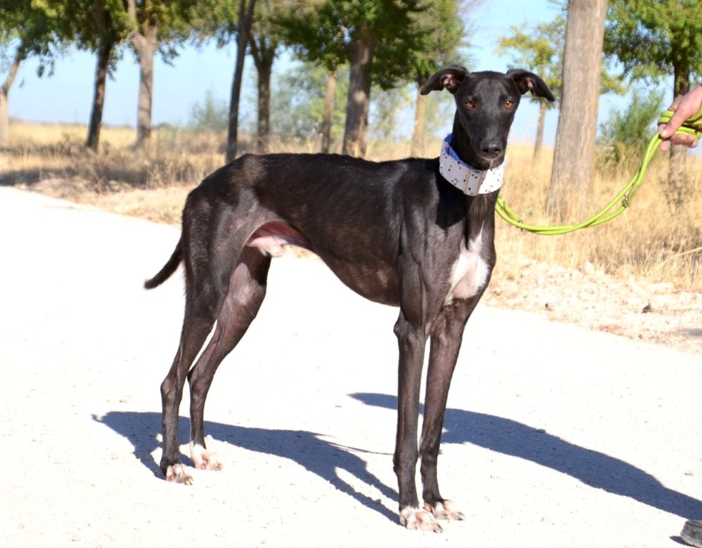 Photo de KENAY, un lévrier en attente d adoption