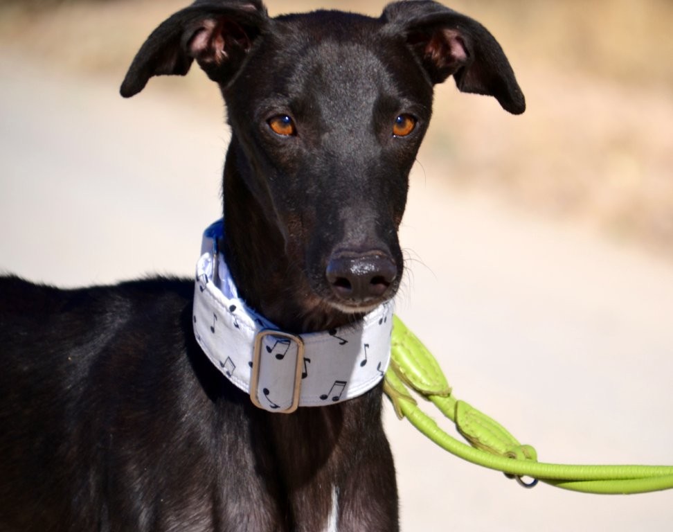 Photo de KENAY, un lévrier en attente d adoption