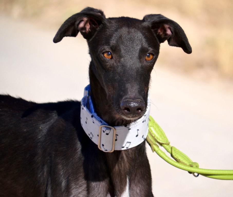 Photo de KENAY, un lévrier en attente d adoption
