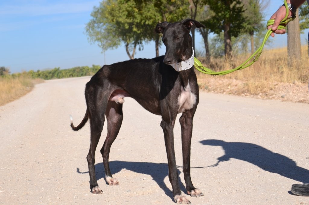 Photo de KENAY, un lévrier en attente d adoption