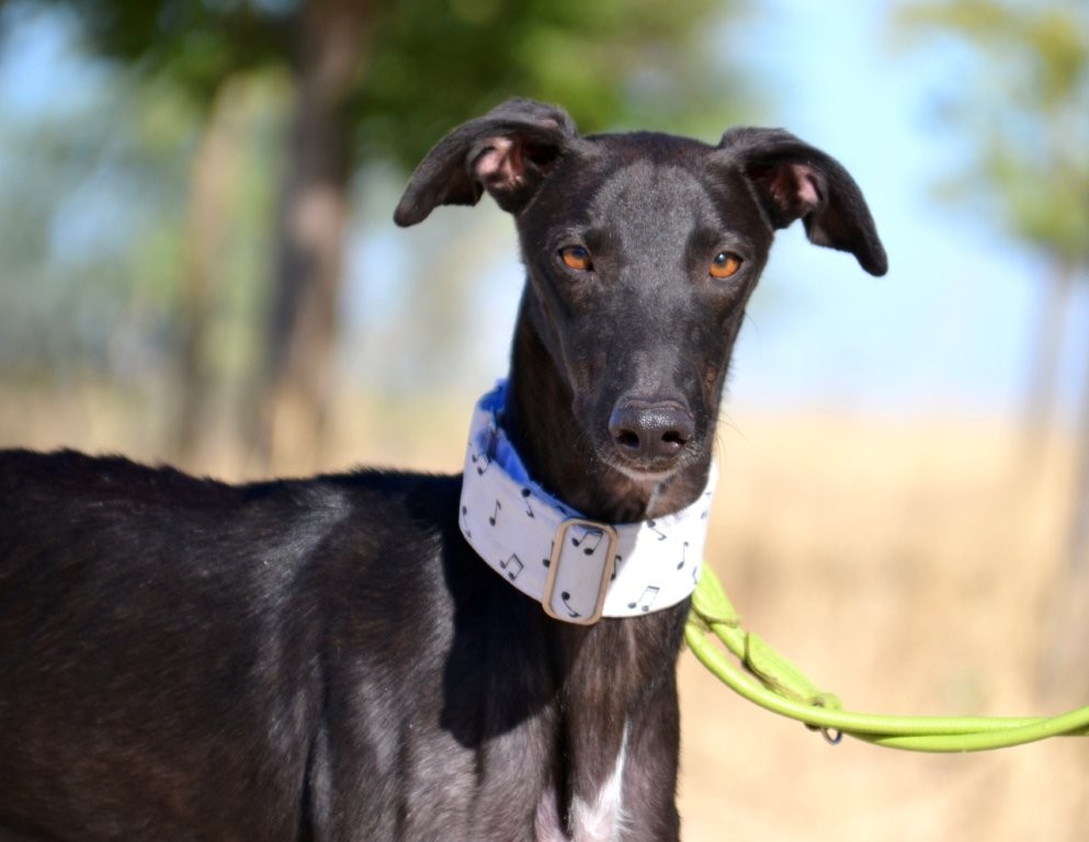 Photo de KENAY, un lévrier en attente d adoption