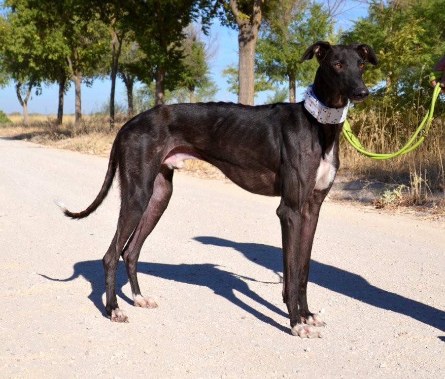 Photo de KENAY, un lévrier en attente d adoption