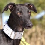 Photo de KENAY, un lévrier à adopté