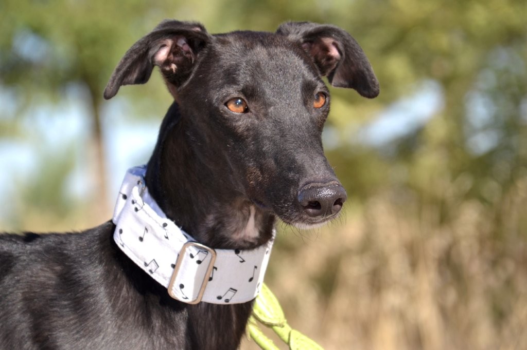 Photo de KENAY, un lévrier en attente d adoption