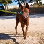 Lévrier de race podencos Photo de ABEL, un lévrier à adopté