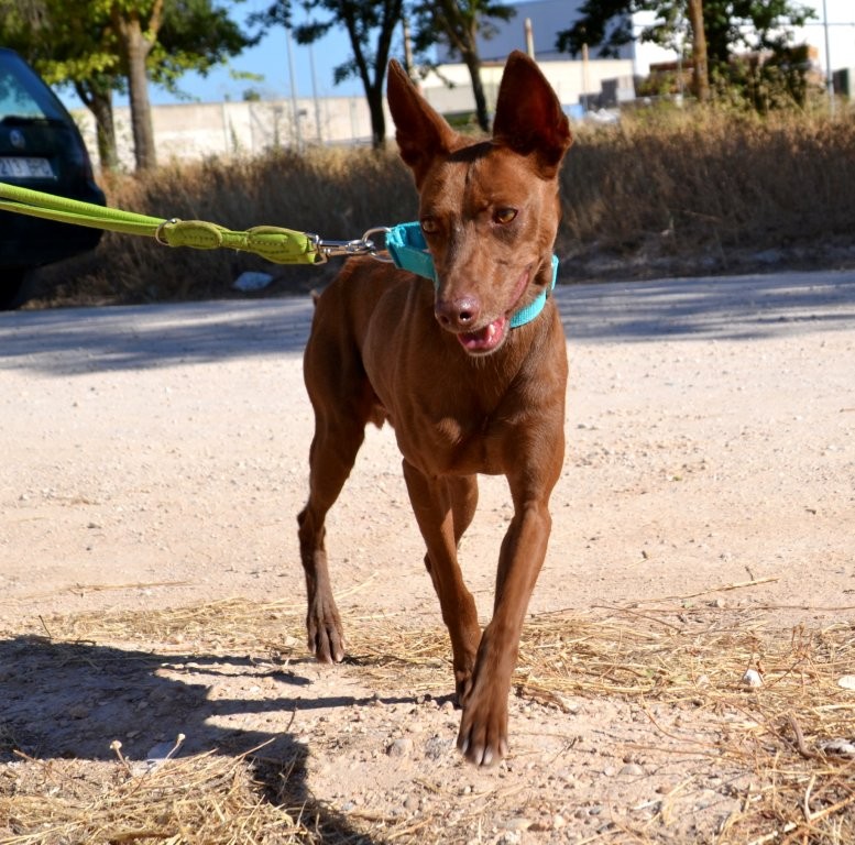 Photo de ABEL, un lévrier en attente d adoption