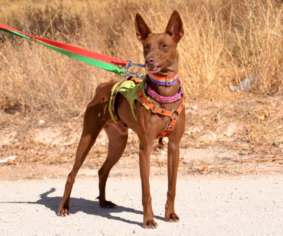 Photo de ABEL, un lévrier en attente d adoption