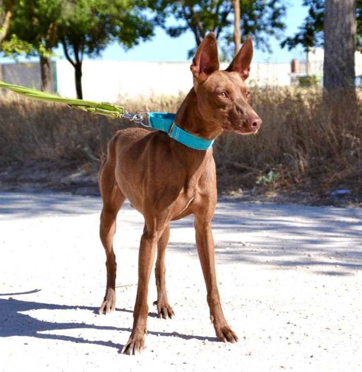Photo de ABEL, un lévrier en attente d adoption