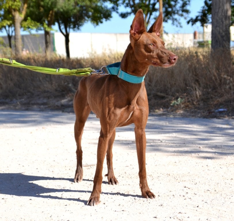 Photo de ABEL, un lévrier en attente d adoption