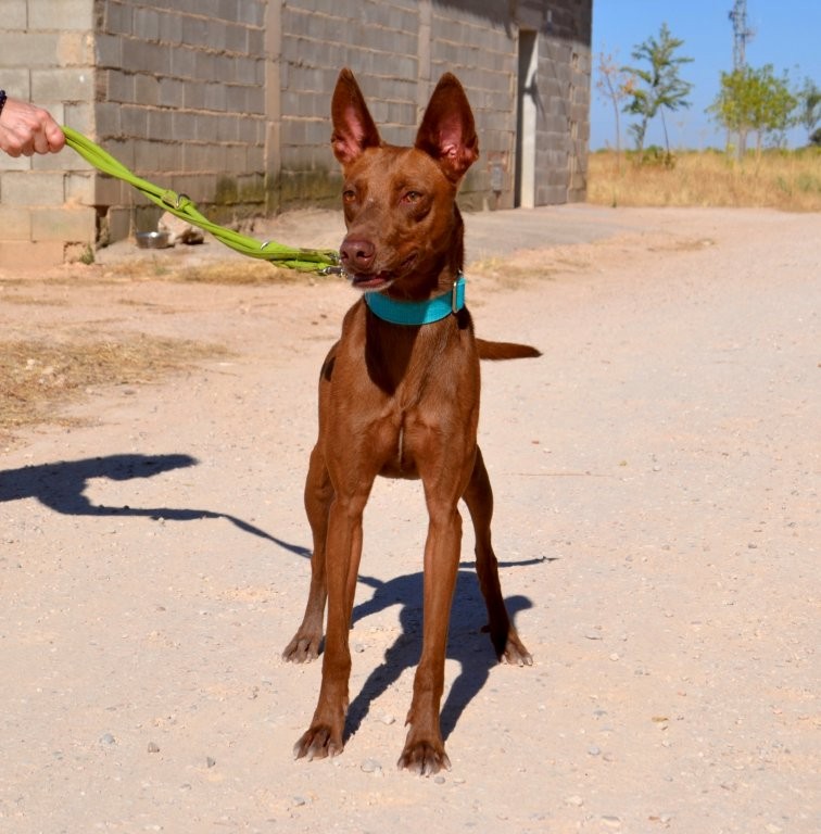 Photo de ABEL, un lévrier en attente d adoption