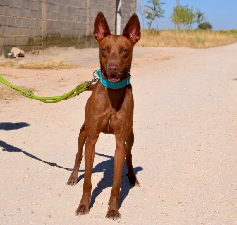 Photo de ABEL, un lévrier en attente d adoption
