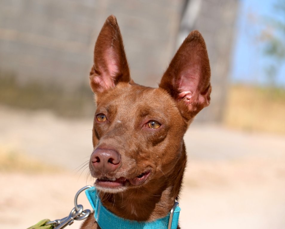 Photo de ABEL, un lévrier en attente d adoption