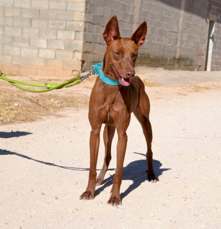 Photo de ABEL, un lévrier en attente d adoption