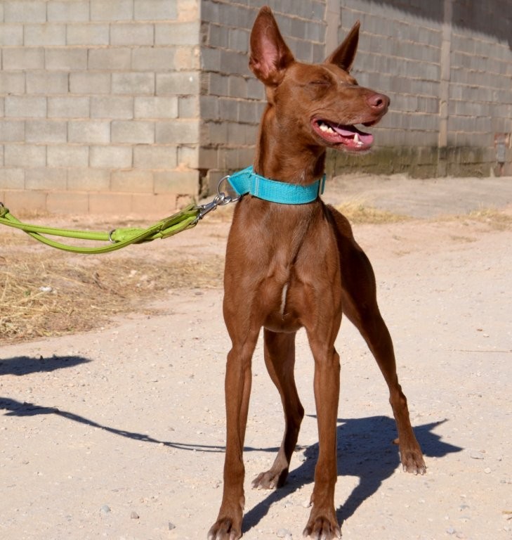 Photo de ABEL, un lévrier en attente d adoption