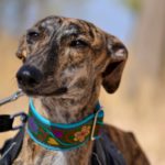 Lévrier de race galgos Photo de AGUEDA, un lévrier à adopté