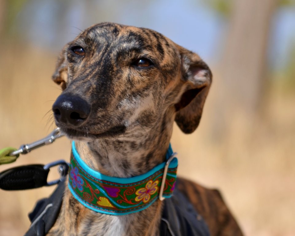 Photo de AGUEDA, un lévrier en attente d adoption