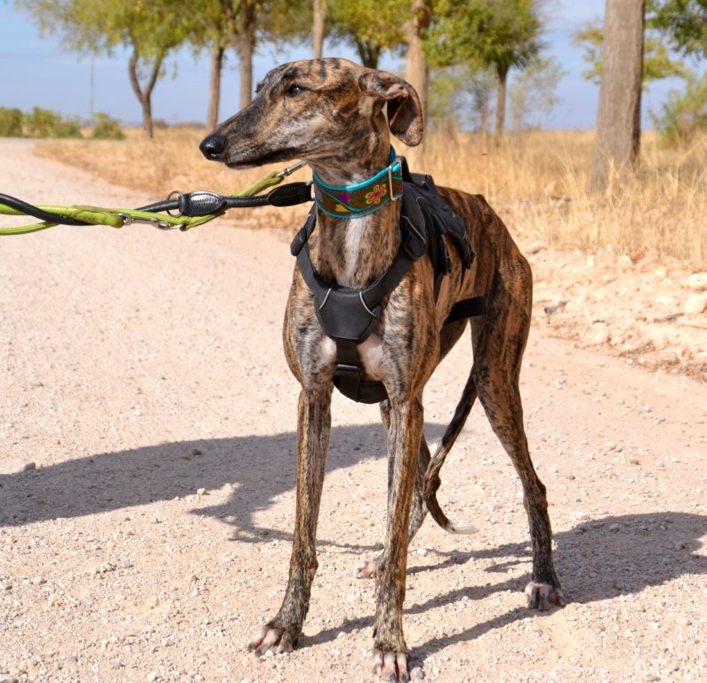 Photo de AGUEDA, un lévrier en attente d adoption