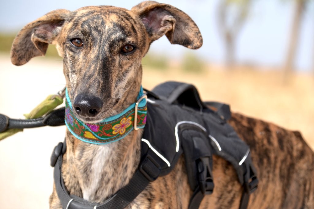 Photo de AGUEDA, un lévrier en attente d adoption