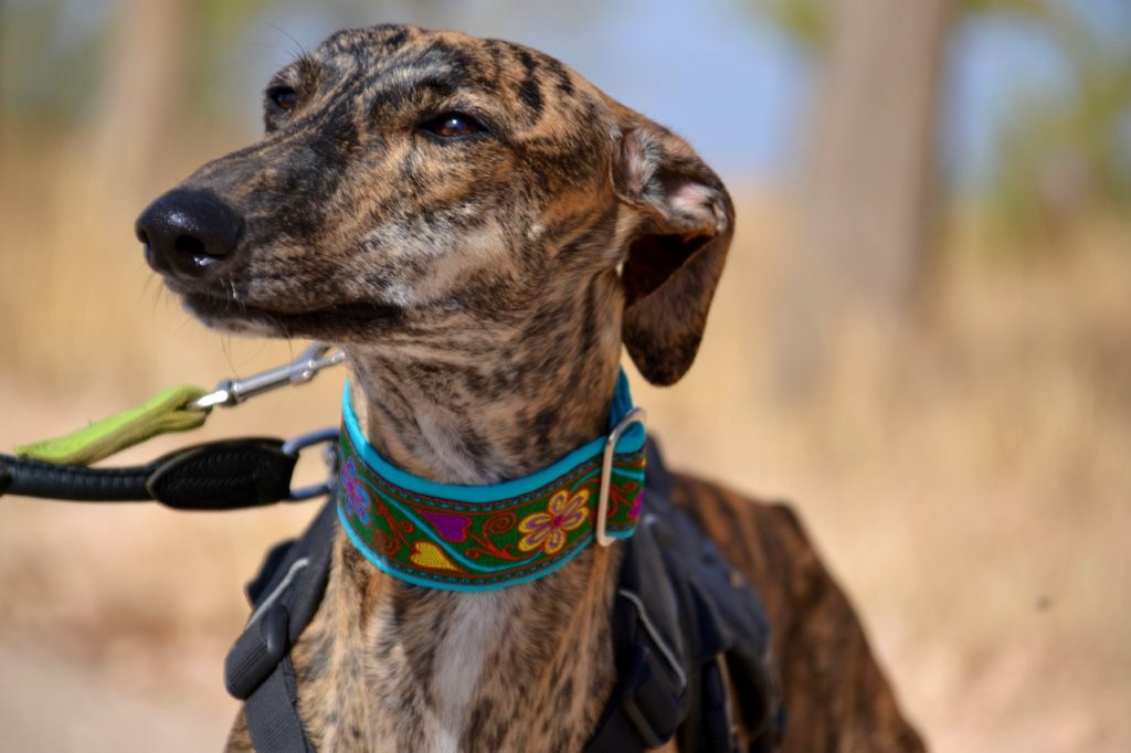 Photo de AGUEDA, un lévrier en attente d adoption