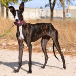 Lévrier de race galgos Photo de BEGONA, un lévrier à adopté