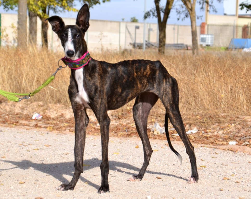 Photo de BEGONA, un lévrier en attente d adoption