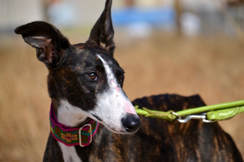 Photo de BEGONA, un lévrier en attente d adoption