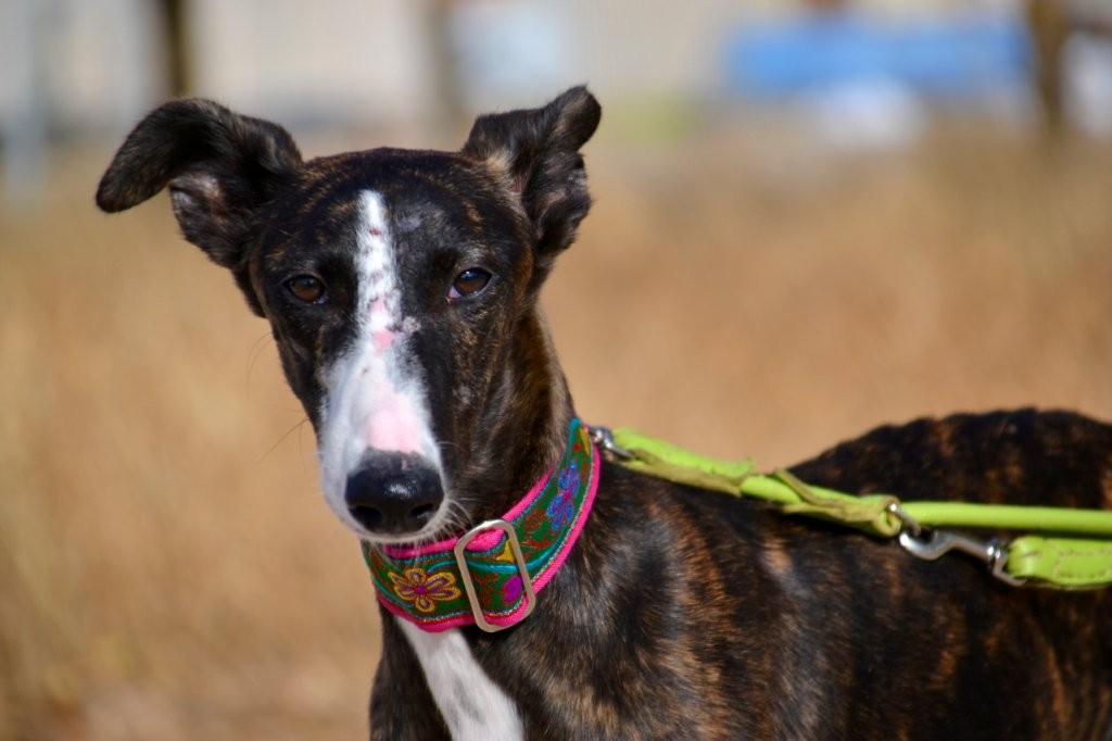Photo de BEGONA, un lévrier en attente d adoption