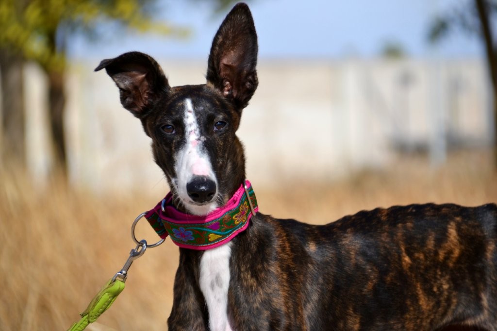 Photo de BEGONA, un lévrier en attente d adoption