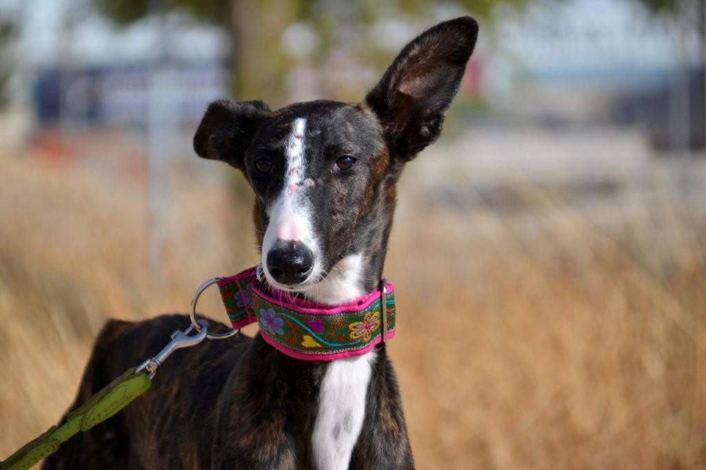 Photo de BEGONA, un lévrier en attente d adoption