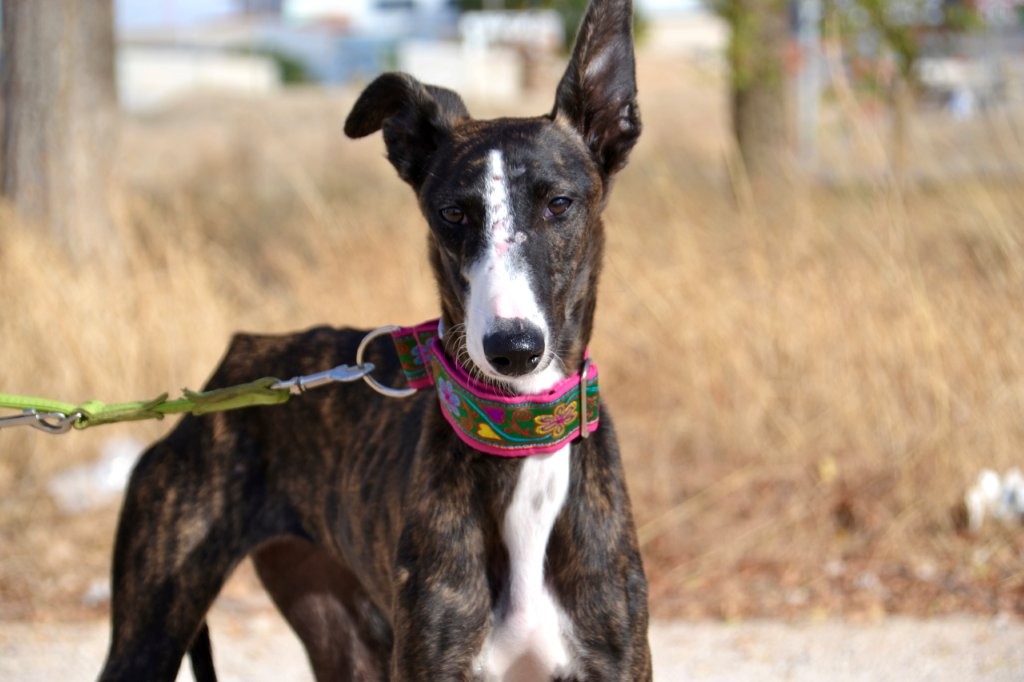 Photo de BEGONA, un lévrier en attente d adoption
