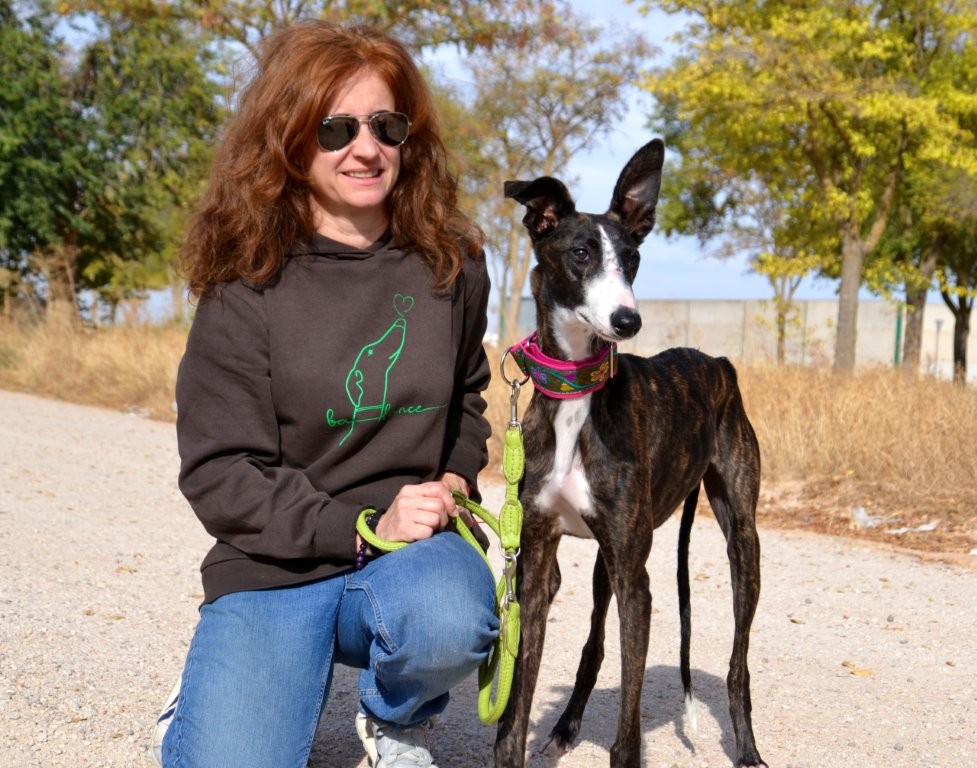 Photo de BEGONA, un lévrier en attente d adoption
