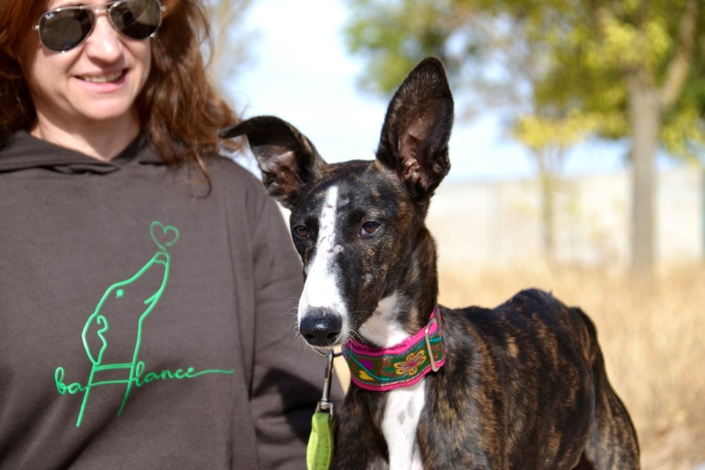 Photo de BEGONA, un lévrier en attente d adoption