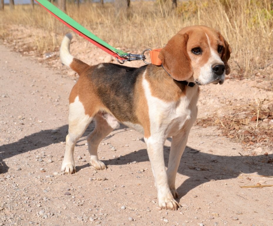 Photo de BOBO, un lévrier en attente d adoption