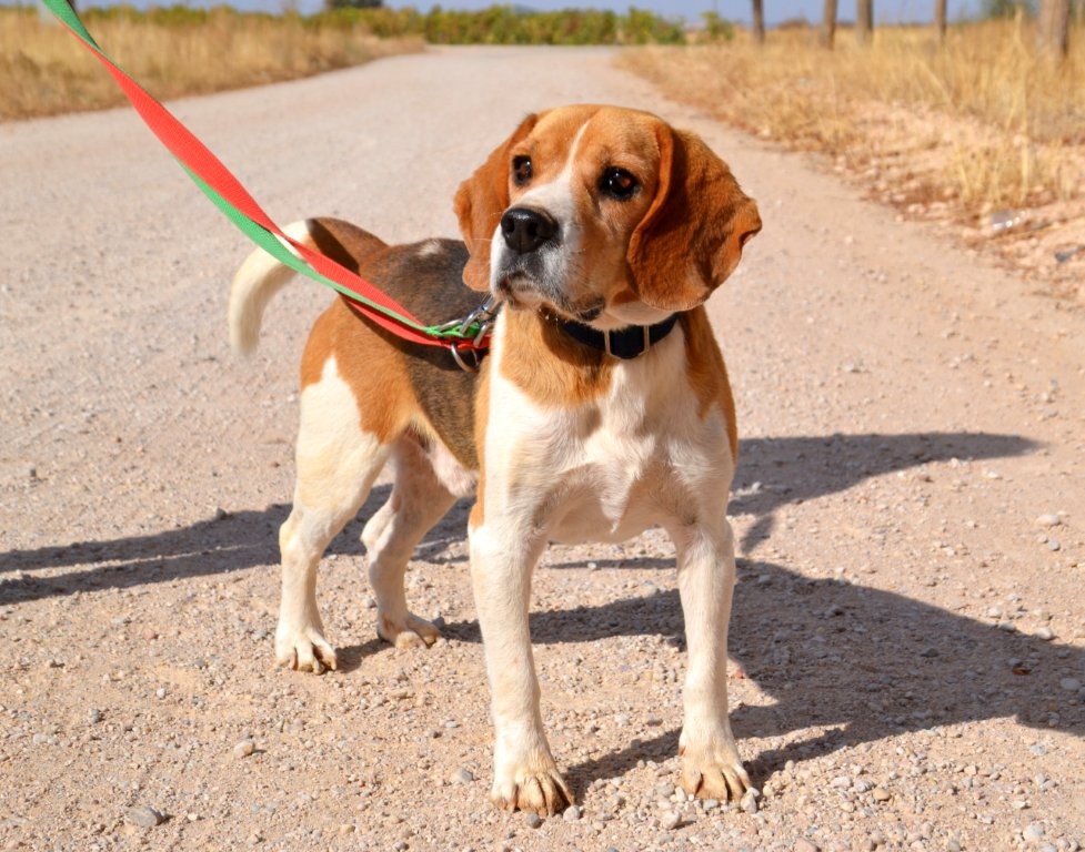 Photo de BOBO, un lévrier en attente d adoption