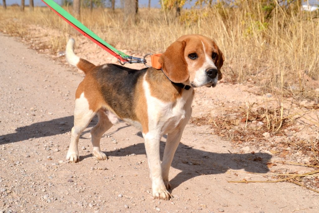 Photo de BOBO, un lévrier en attente d adoption