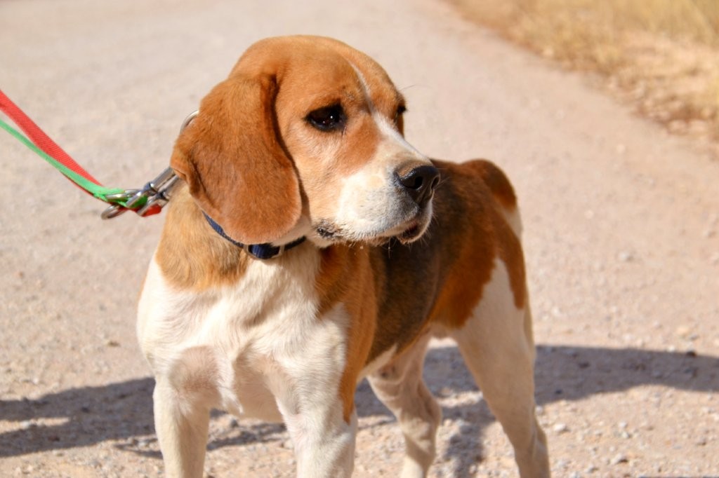 Photo de BOBO, un lévrier en attente d adoption