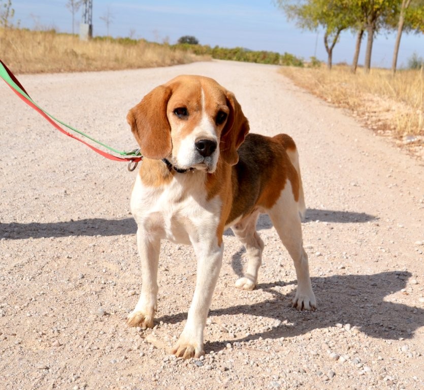 Photo de BOBO, un lévrier en attente d adoption
