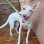 Lévrier de race podencos Photo de BRISA, un lévrier à adopté