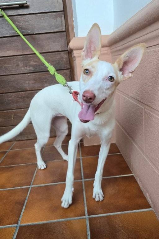 Photo de BRISA, un lévrier en attente d adoption