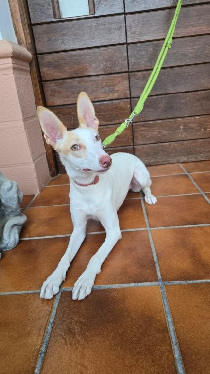 Photo de BRISA, un lévrier en attente d adoption