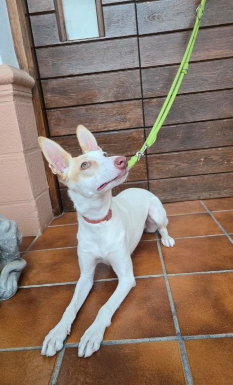 Photo de BRISA, un lévrier en attente d adoption