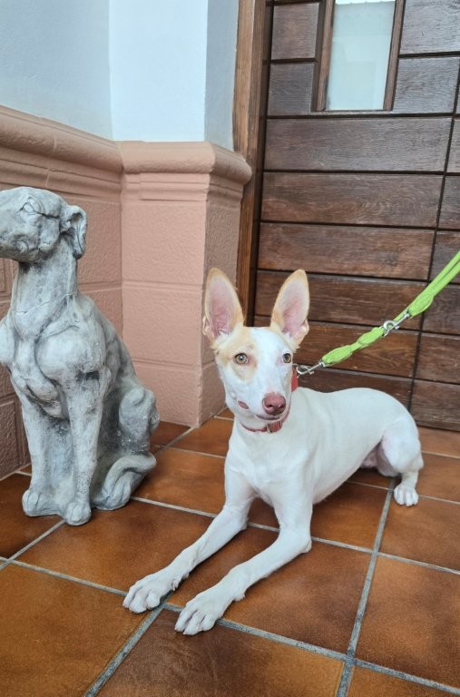 Photo de BRISA, un lévrier en attente d adoption