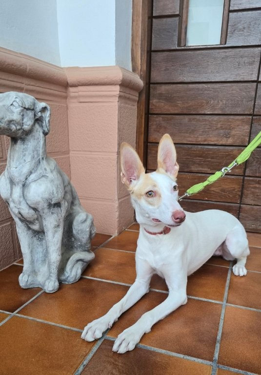 Photo de BRISA, un lévrier en attente d adoption