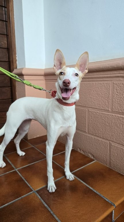 Photo de BRISA, un lévrier en attente d adoption