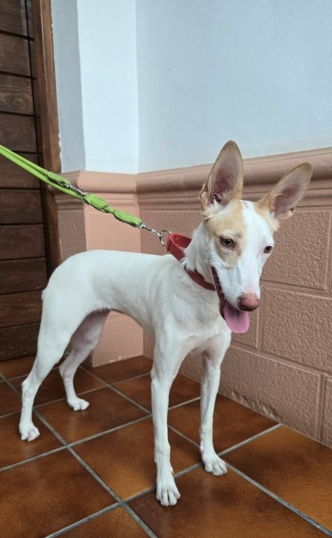 Photo de BRISA, un lévrier en attente d adoption