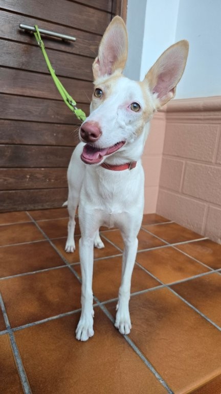 Photo de BRISA, un lévrier en attente d adoption
