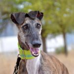 Lévrier de race galgos Photo de COMETA, un lévrier à adopté
