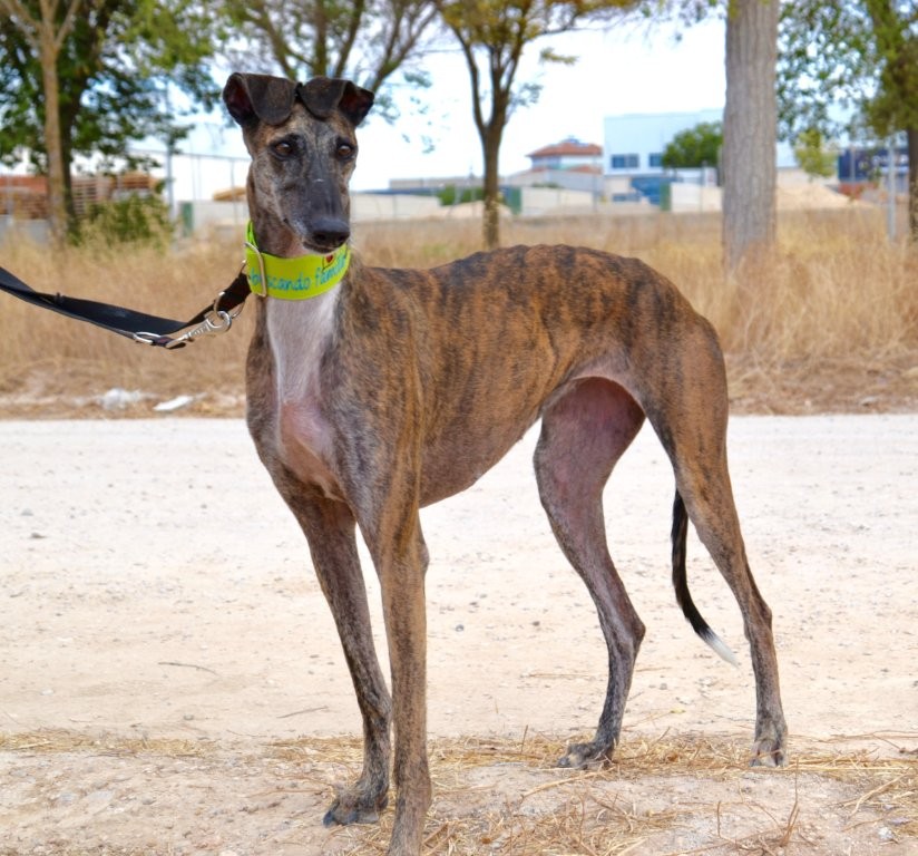 Photo de COMETA, un lévrier en attente d adoption