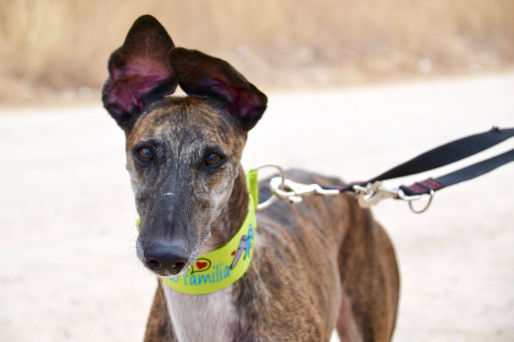 Photo de COMETA, un lévrier en attente d adoption