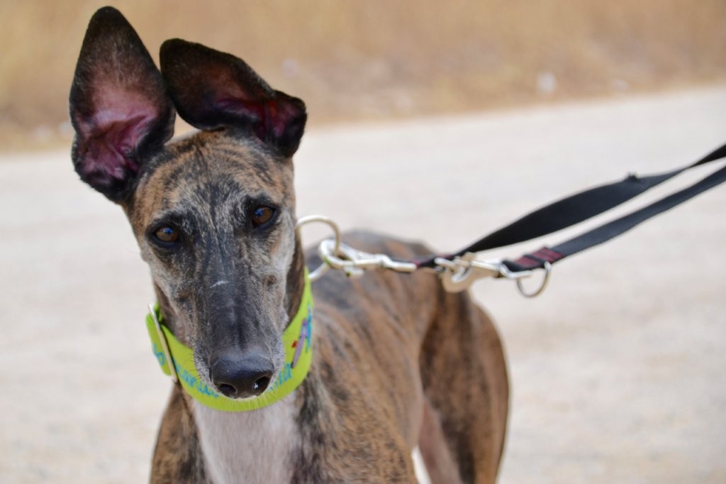 Photo de COMETA, un lévrier en attente d adoption